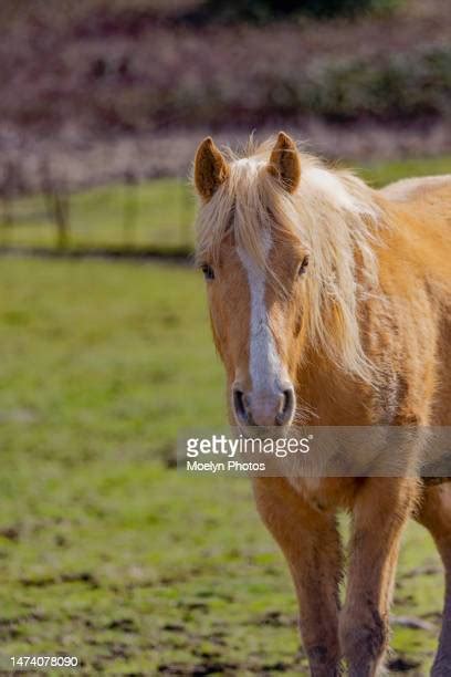 960 Horse Palomino Stock Photos & High